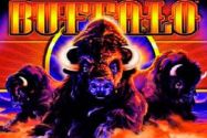 Buffalo avis